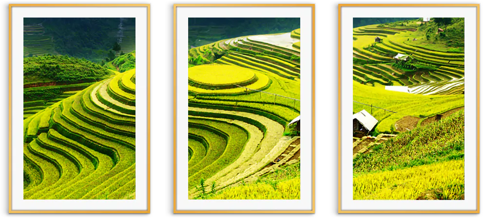 bo tranh ruong bac thang mu cang chai vnpt1129 g mb