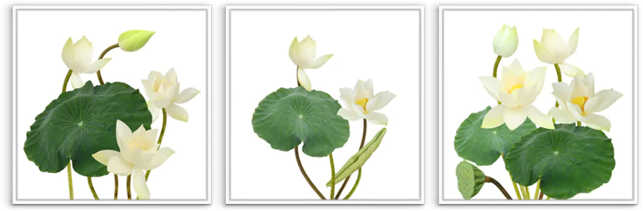 tranh la xanh bong trang lopt0466 wh