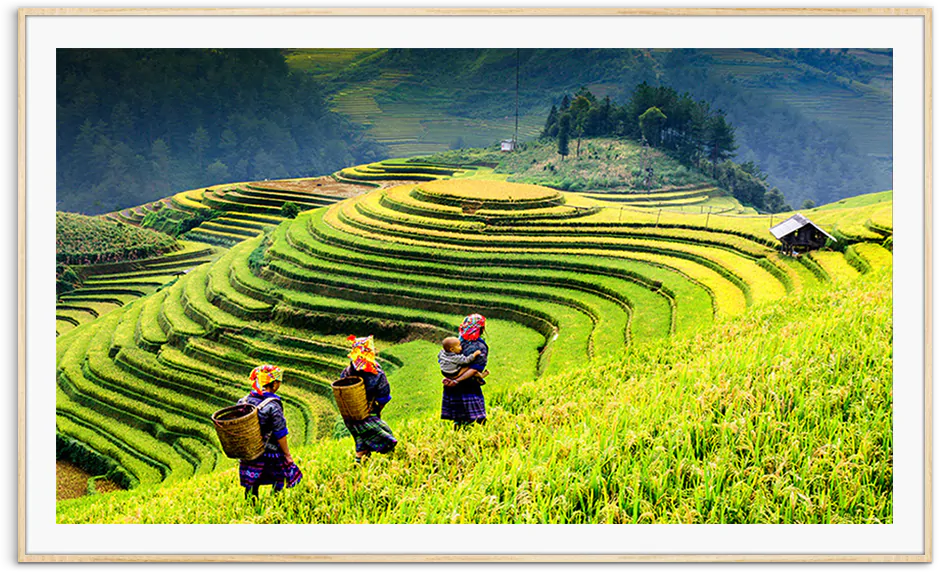 tranh ruong bac thang o mu cang chai vnpt1127 wd mb